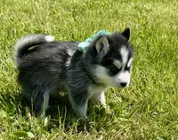 Roscoe, a male Pomsky for sale in Portland, IN – 7 of 9