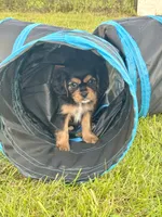 Coco , a female Cavalier King Charles Spaniel for sale in Portland, IN – 1 of 9