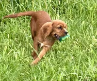 AKC-Dodge, a male Cavalier King Charles Spaniel for sale in Portland, IN – 6 of 9