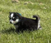 Ace, a male Pomsky for sale in Portland, IN – 3 of 10