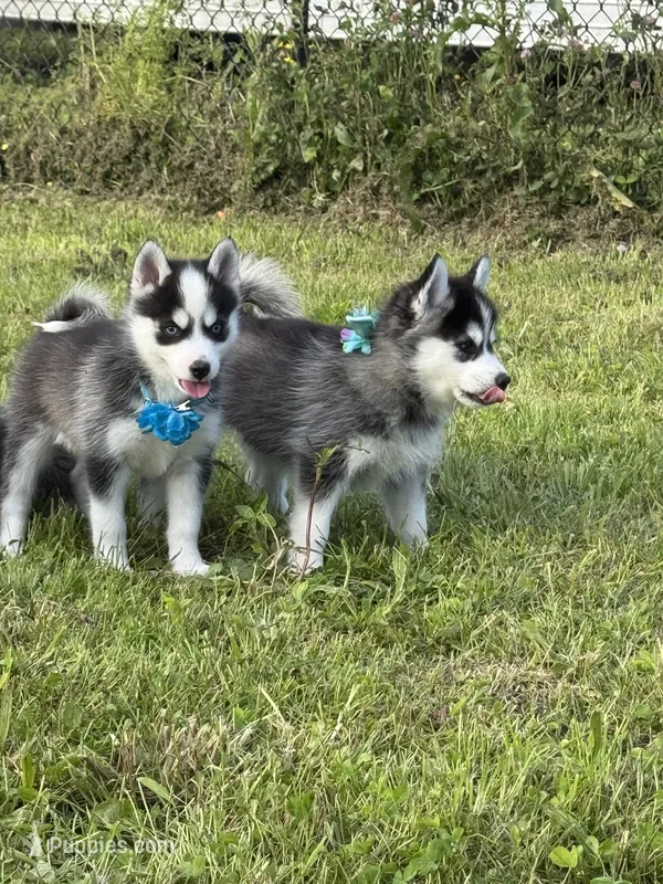 Joker – Pomsky puppy for sale in Portland, IN