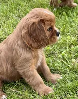 Layla , a female Cavalier King Charles Spaniel for sale in Portland, IN – 4 of 8