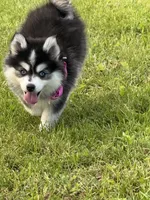 Kia, a female Pomsky for sale in Portland, IN – 4 of 9