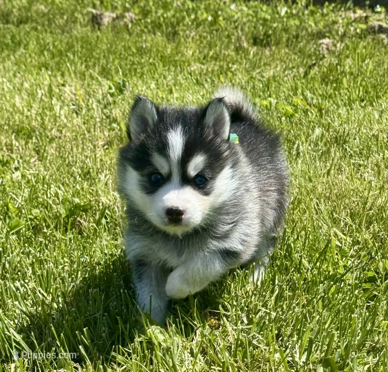 Roscoe – Pomsky puppy for sale in Portland, IN