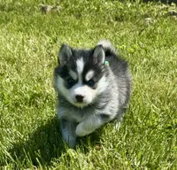 Roscoe, a male Pomsky for sale in Portland, IN – 1 of 9