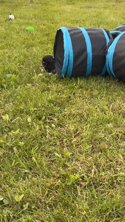 AKC-Dodge, a male Cavalier King Charles Spaniel for sale in Portland, IN – 9 of 9
