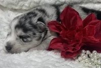 Kami, a female Pomsky for sale in Portland, IN – 6 of 10