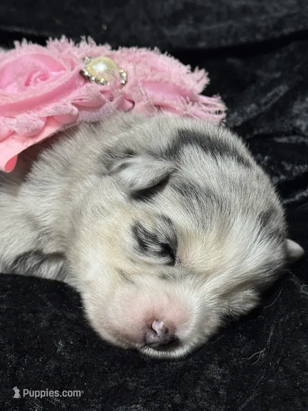Kali – Pomsky puppy for sale in Portland, IN