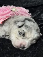 Kali, a female Pomsky for sale in Portland, IN – 1 of 5