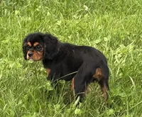 AKC-Coco , a female Cavalier King Charles Spaniel for sale in Portland, IN – 7 of 9