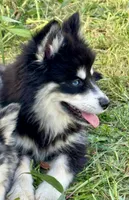 Kash, a female Pomsky for sale in Portland, IN – 8 of 8
