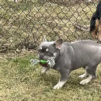 Boone, a male French Bulldog for sale in Portland, IN – 5 of 6