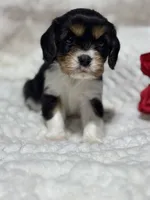Lenny, a male Cavalier King Charles Spaniel for sale in Portland, IN – 5 of 10