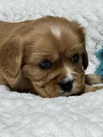 Dodge, a male Cavalier King Charles Spaniel for sale in Portland, IN – 6 of 10