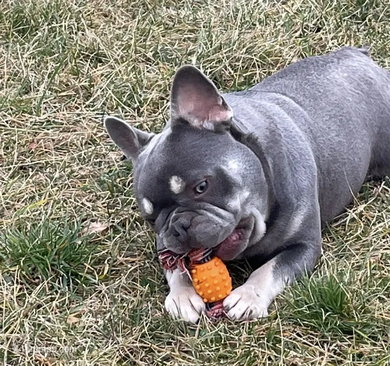 Boone – French Bulldog puppy for sale in Portland, IN