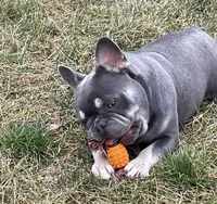 Boone, a male French Bulldog for sale in Portland, IN – 1 of 6