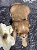Layla , a female Cavalier King Charles Spaniel for sale in Portland, IN – 2 of 10