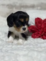 Lenny, a male Cavalier King Charles Spaniel for sale in Portland, IN – 6 of 10