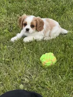Dixie, a female Cavalier King Charles Spaniel for sale in Portland, IN – 2 of 10