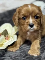 Layla , a female Cavalier King Charles Spaniel for sale in Portland, IN – 3 of 10