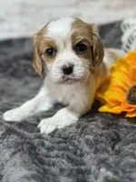 Dixie, a female Cavalier King Charles Spaniel for sale in Portland, IN – 3 of 10