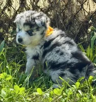 Kami, a female Pomsky for sale in Portland, IN – 5 of 9