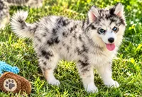 Kali, a female Pomsky for sale in Portland, IN – 2 of 10