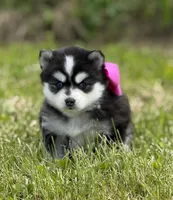 Kia, a female Pomsky for sale in Portland, IN – 6 of 8