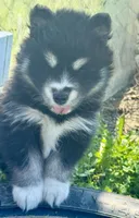 Kash, a female Pomsky for sale in Portland, IN – 8 of 10