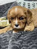 Layla , a female Cavalier King Charles Spaniel for sale in Portland, IN – 7 of 10
