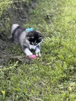 Roscoe, a male Pomsky for sale in Portland, IN – 6 of 9