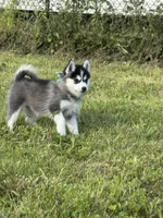 Roscoe, a male Pomsky for sale in Portland, IN – 2 of 9