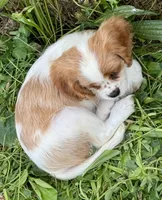 AKC-Dixie, a female Cavalier King Charles Spaniel for sale in Portland, IN – 4 of 8