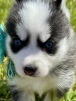Joker, a male Pomsky for sale in Portland, IN – 5 of 10
