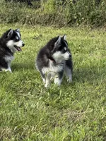 Kia, a female Pomsky for sale in Portland, IN – 3 of 9