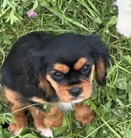 AKC-Coco , a female Cavalier King Charles Spaniel for sale in Portland, IN – 4 of 8