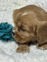 Dodge, a male Cavalier King Charles Spaniel for sale in Portland, IN – 5 of 10