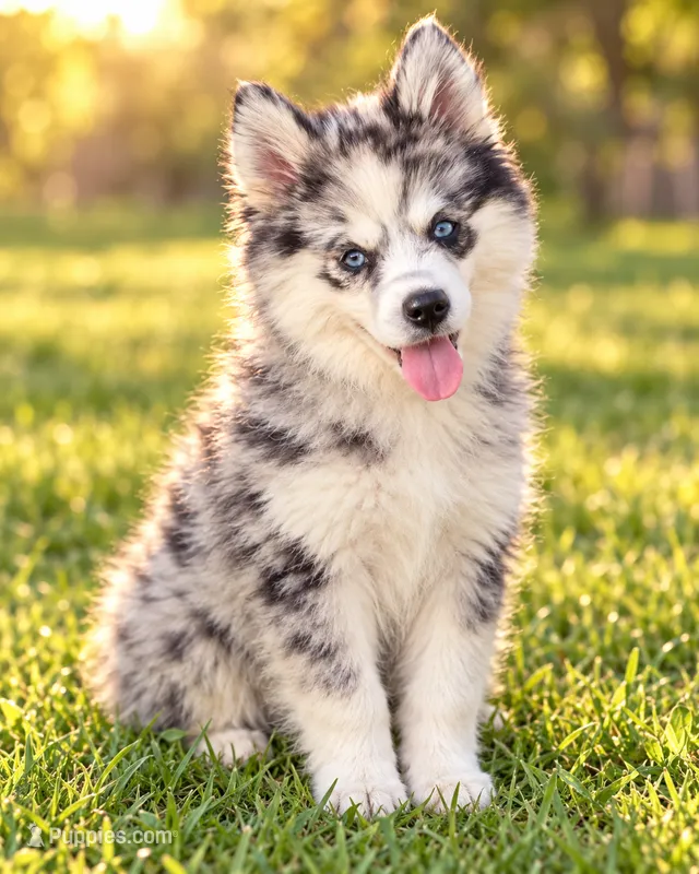 Kali – Pomsky puppy for sale in Portland, IN