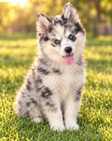 Kali, a female Pomsky for sale in Portland, IN – 1 of 10