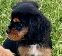 AKC-Coco , a female Cavalier King Charles Spaniel for sale in Portland, IN – 3 of 8