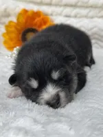 Kash, a female Pomsky for sale in Portland, IN – 2 of 2
