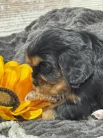 Coco , a female Cavalier King Charles Spaniel for sale in Portland, IN – 2 of 10