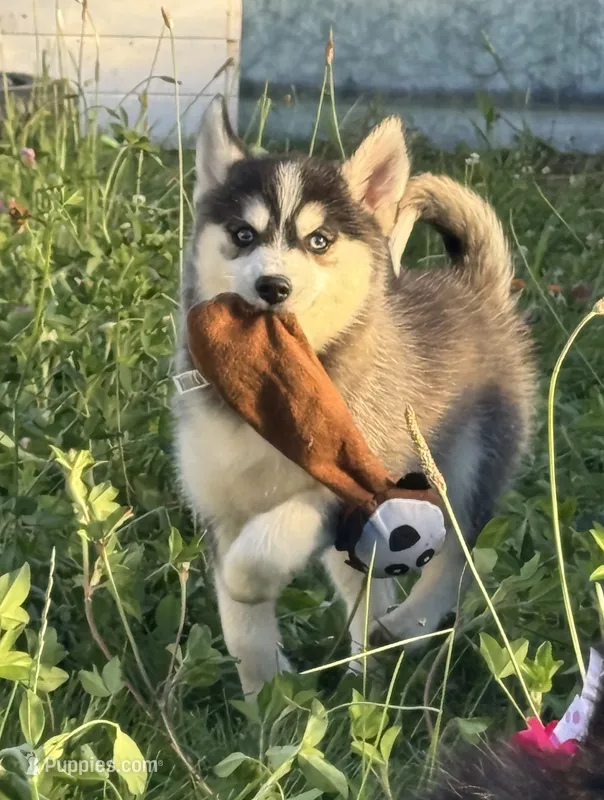 Hattie – Pomsky puppy for sale in Portland, IN