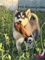 Hattie, a female Pomsky for sale in Portland, IN – 1 of 8