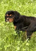 AKC-Coco , a female Cavalier King Charles Spaniel for sale in Portland, IN – 3 of 9
