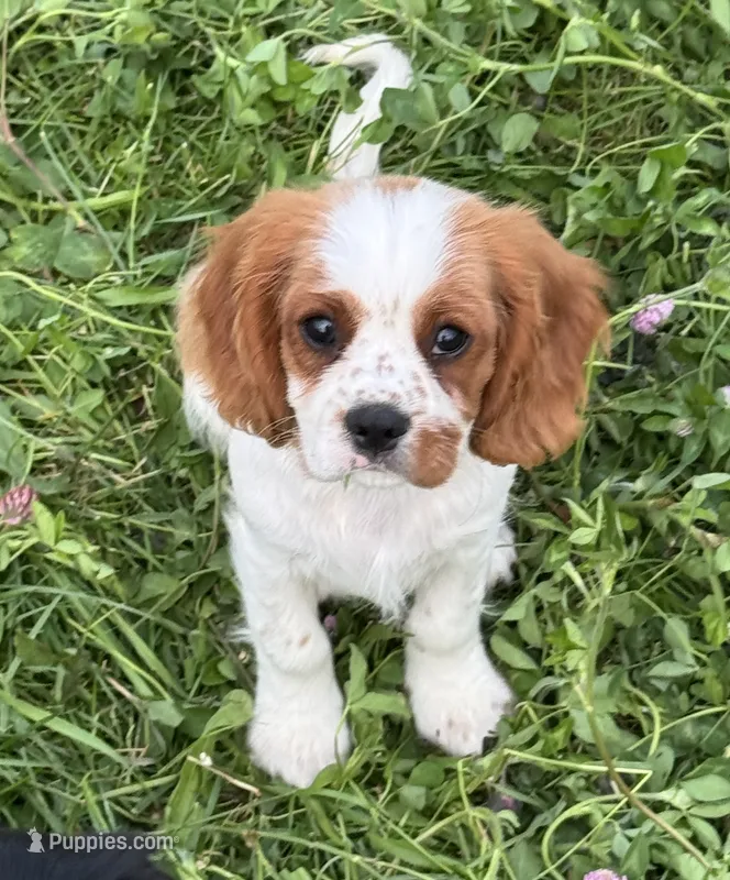 AKC-Charlie – Cavalier King Charles Spaniel puppy for sale in Portland, IN