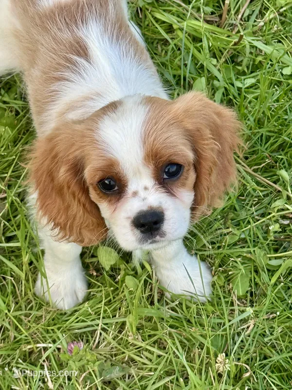 AKC-Dixie – Cavalier King Charles Spaniel puppy for sale in Portland, IN