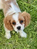 AKC-Dixie, a female Cavalier King Charles Spaniel for sale in Portland, IN – 1 of 8