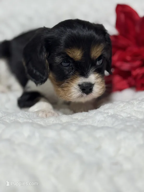 Lenny – Cavalier King Charles Spaniel puppy for sale in Portland, IN