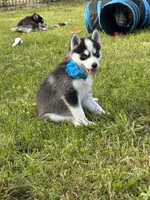 Joker, a male Pomsky for sale in Portland, IN – 4 of 6